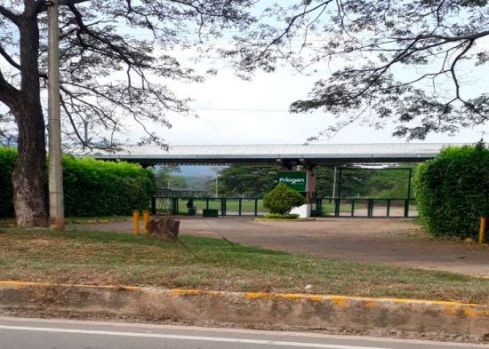 Planta Cucuta